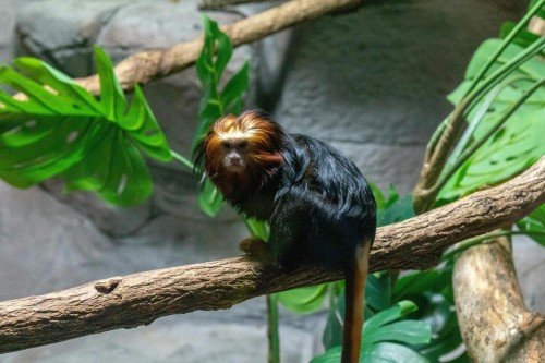 Discover the Secret Lives of Wild Animals