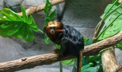 Discover the Secret Lives of Wild Animals