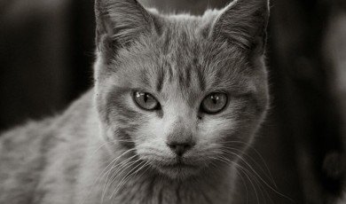 Inside the Hidden World of Animal Emotions