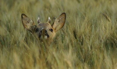 Warum Tiere Fühlen Wie Wir